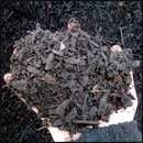 compost