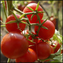 tomates